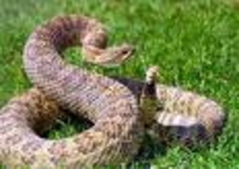Смертоносные змеи Австралии Австралия