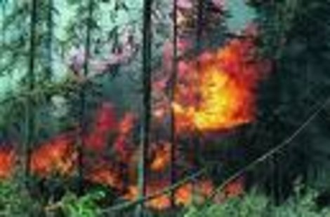 Можно ли убежать от лесного пожара?