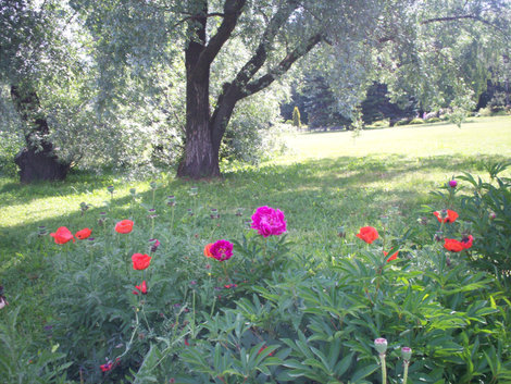 Ботанический сад Москва, Россия