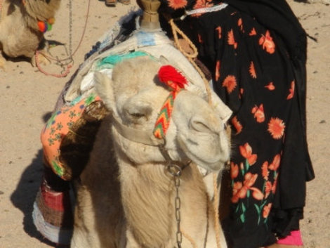 Экскурсия в деревню бедуинов на квадроциклах Египет