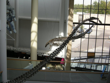 Часть скелета динозавра. Денвер, CША