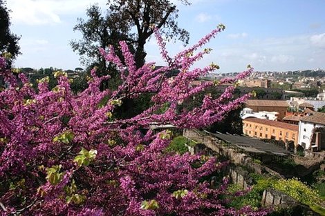 Холм Палатин Рим, Италия