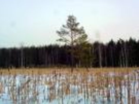 Зимой – по болоту… Финляндия