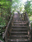Лестница в джунгли