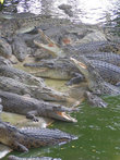 Засилье крокодилов