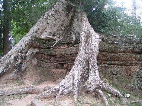 Дерево-оккупант Ангкор (столица государства кхмеров), Камбоджа