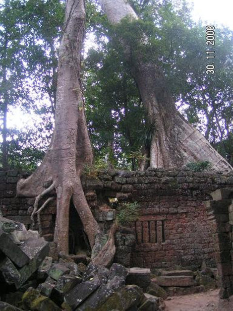 Деревья превозмогают камень Ангкор (столица государства кхмеров), Камбоджа
