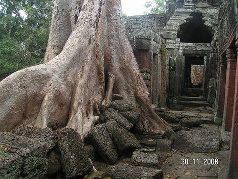 Росток пробился Ангкор (столица государства кхмеров), Камбоджа