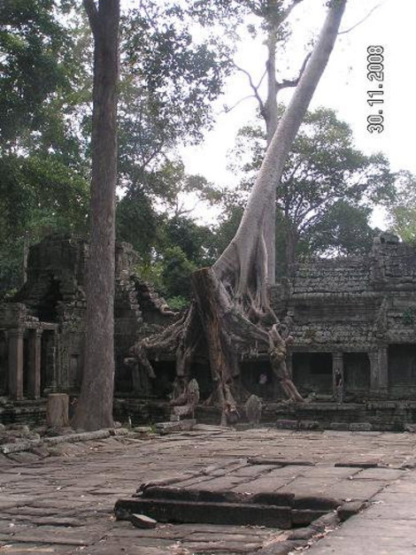 Деревья берут постройки под контроль Ангкор (столица государства кхмеров), Камбоджа