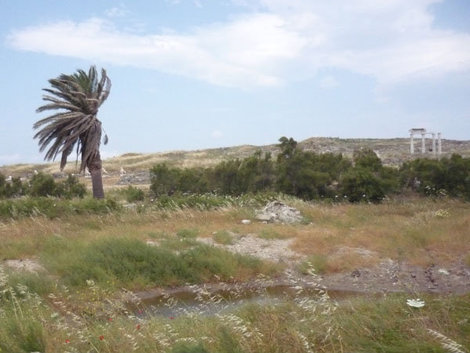 Раньше пальма располагалась на островке посреди священного озера Остров Делос, Греция