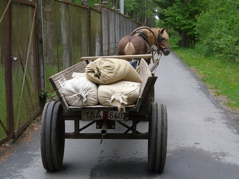 09. Лошадь с кормом для зверей Беловежская Пуща Национальный Парк, Беларусь