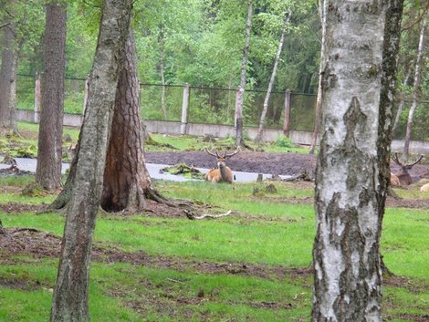 15. Пятнистый олень (по рогам видно, что мальчики) Беловежская Пуща Национальный Парк, Беларусь