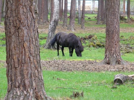 16. Тарпановидная лошадь, потомок лесных тарпанов Беловежская Пуща Национальный Парк, Беларусь