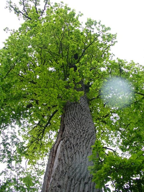 36. 600-летний дуб-великан Беловежская Пуща Национальный Парк, Беларусь