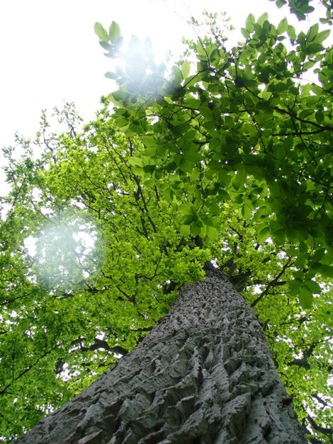 37. 600-летний дуб-великан Беловежская Пуща Национальный Парк, Беларусь