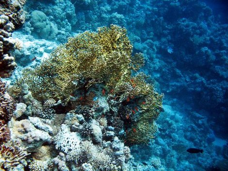 Жгучие кораллы – заморская крапива Гаити