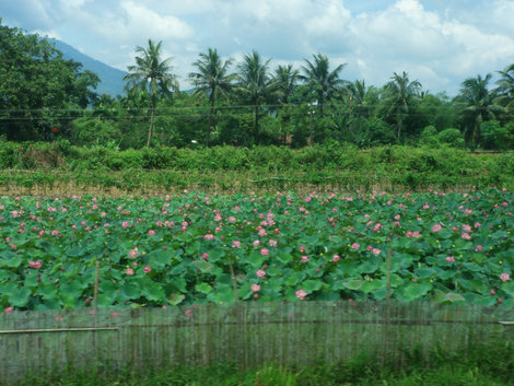 Плантация розовых лотосов Хойан, Вьетнам