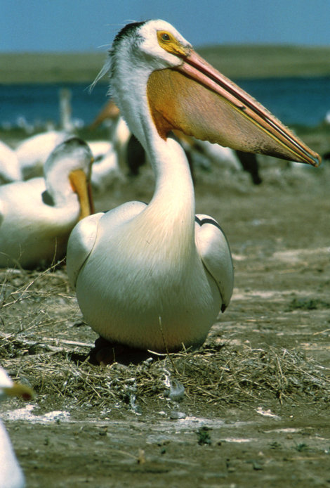 Пеликанов можно увидеть тоже, они часто гуляют по набережной. Гэлвестон, CША
