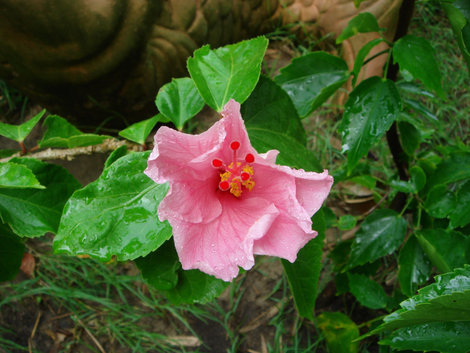 Еще один цветок, не знаю названия Хойан, Вьетнам
