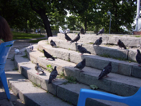 Голуби в парке Киев, Украина