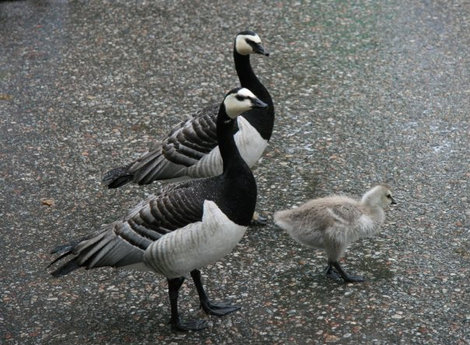 Вот такое странное птичье семейство я повстречала на набережной Стокгольма. Стокгольм, Швеция