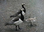 Вот такое странное птичье семейство я повстречала на набережной Стокгольма.