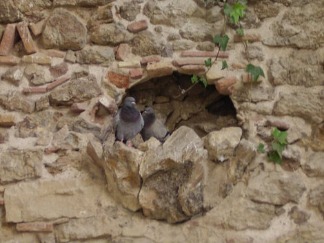 Казалось бы самые обыкновенные голуби, а как удачно вписываются в пейзаж. Барселона, Испания