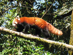 Красная панда из зоопарка в Дарджилинге