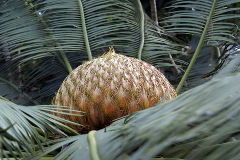 Плод пальмы Луанг-Прабанг, Лаос