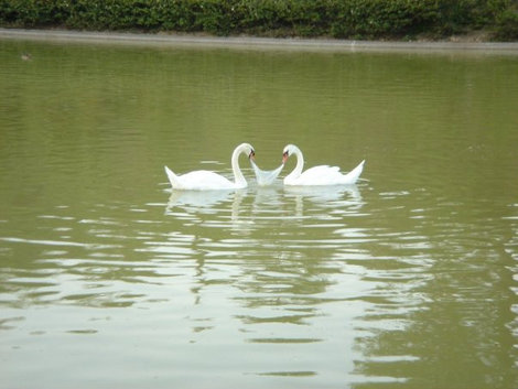 В Бенальмадене, где мы жили есть парк. В небольшом озере можно увидеть гусей, лебедей, кучу черепах, дерущихся в большими карасями за еду, кидаемую посетителями. Беналмадена, Испания