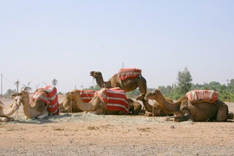Верблюды у стен старого города Марокко
