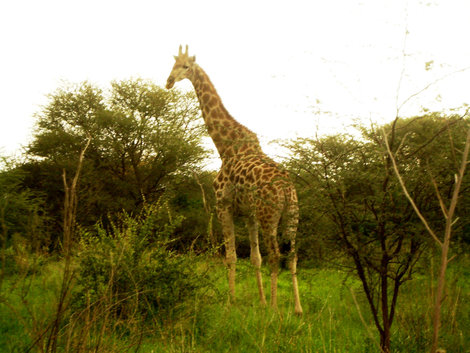 Автопутешествие 2008/09. Животные Африки.