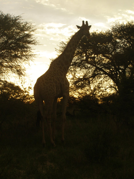 Автопутешествие 2008/09. Животные Африки.