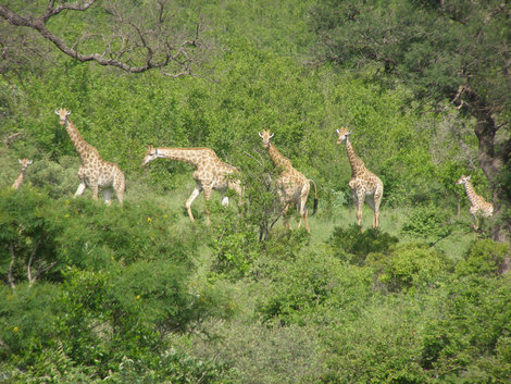 Автопутешествие 2008/09. Животные Африки. Замбия