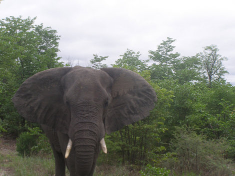 Автопутешествие 2008/09. Животные Африки. Замбия