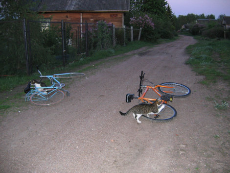 коты интересуются велосипедами :) Приморск, Россия