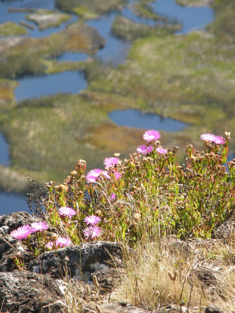 Разве не похожи эти цветы на наши, ростущие в средней полосе? Остров Пасхи, Чили