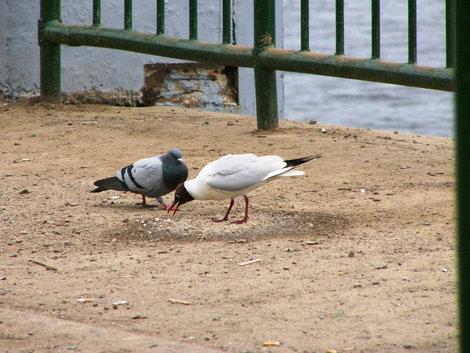 Диалог чайки и голубя, случайно подсмотренный на набережной Ярославля. Ярославль, Россия