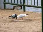 Диалог чайки и голубя, случайно подсмотренный на набережной Ярославля.