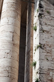 колоннада Собора Святого Петра, горизонтальная растительность