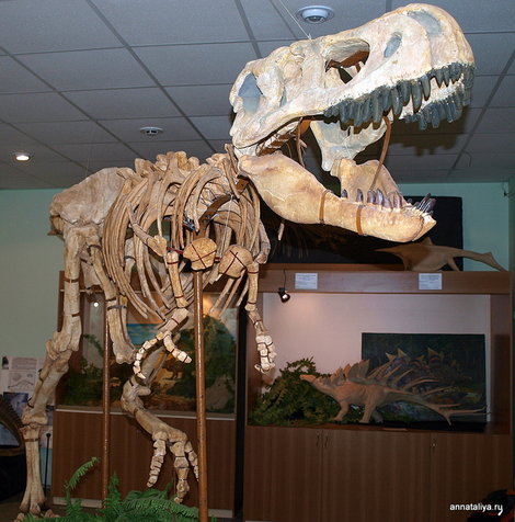Котельнич. Палеонтологический музей. Скелет детеныша тарбозавра из Монголии Котельнич, Россия