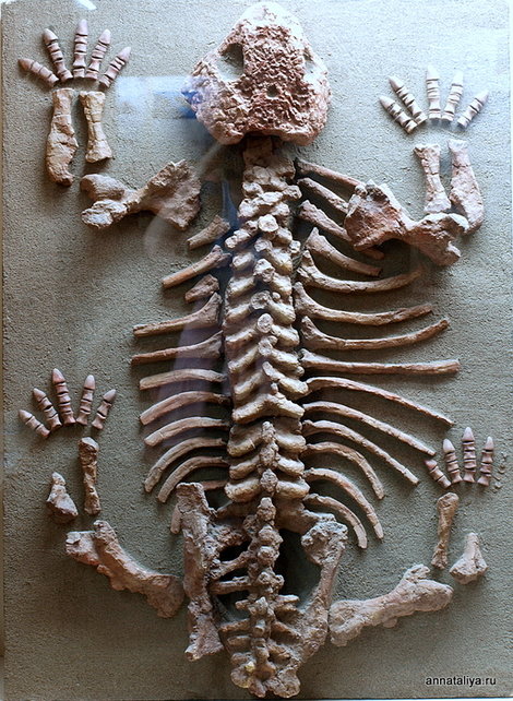 Котельнич. Палеонтологический музей. Скелет молодого парейазавра Котельнич, Россия