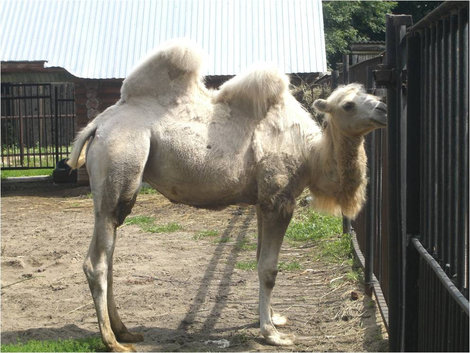 Верблюд Казань, Россия