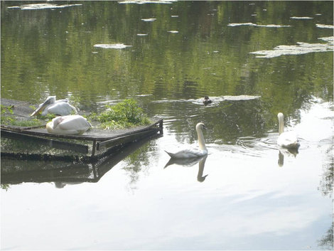 Птицы на озерце Казань, Россия