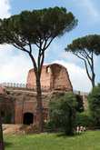 Римский форум в тени пиний