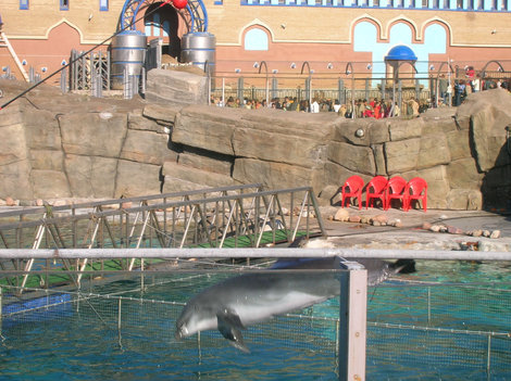 Дельфин в полёте, вид сбоку Москва, Россия