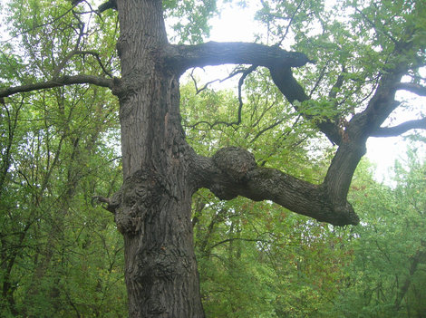 Дерево-амбал в лесу на берегу Донца Славянск, Украина