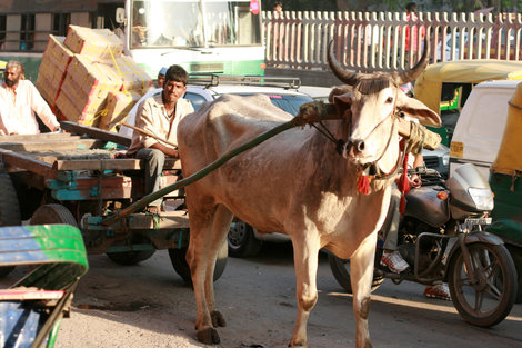 местный транспорт Дели, Индия
