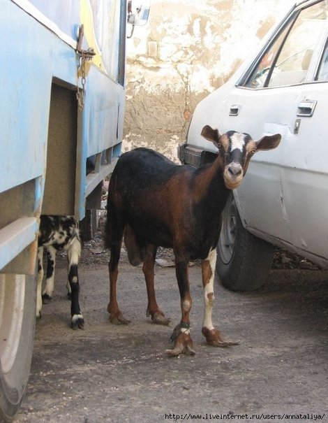 Йеменская коза. Обратите внимание на копыта Йемен