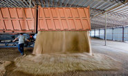 Грузовик разгружается в «Зерновом токе» — большом ангаре, где хранят зерно. Открыв одну из трех секций прицепа, водитель отбегает, чтобы его не засыпало зерном.